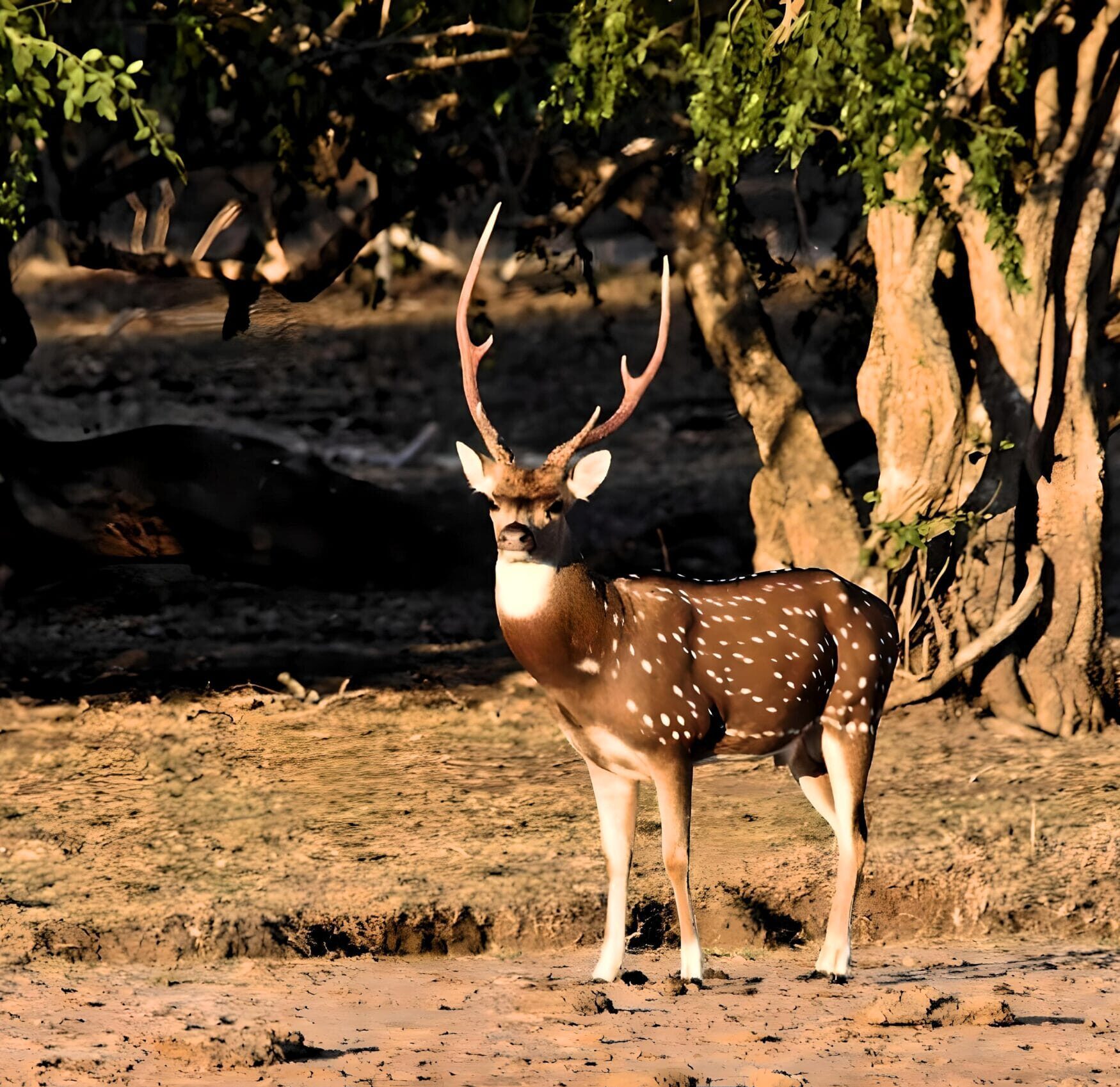 Deer spotted during a Yala National Park safari, part of wildlife adventure in yala Block 1 safari