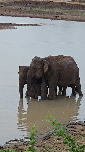 Photo from customer review