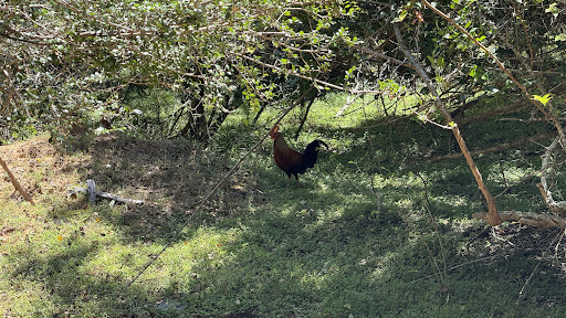 Photo from customer review