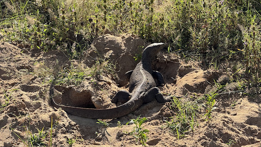 Photo from customer review