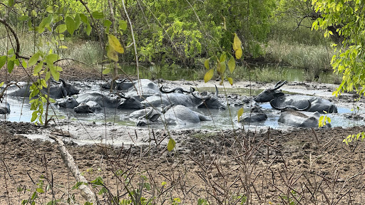 Photo from customer review