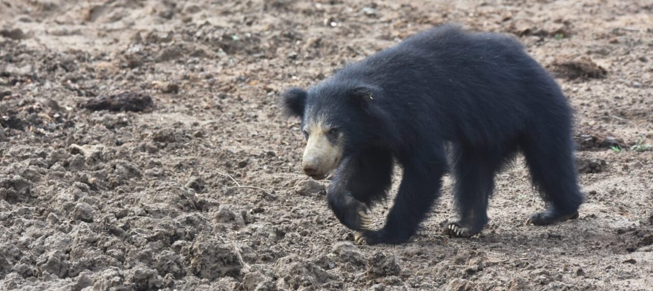 Sloth bear in natural habitat at Yala National Park, Sri Lanka