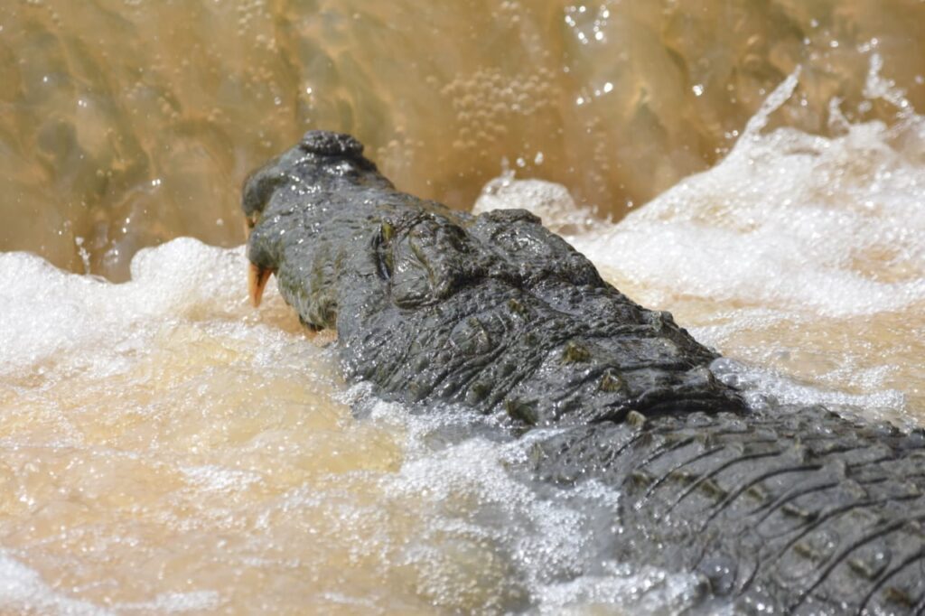 Crocodile with mouth wide open lying across a water flow, ready to catch fish Understanding Yala National Park